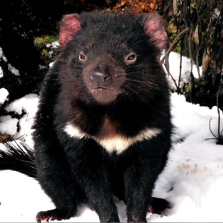Wombat Cabin Villa Moina Kültér fotó