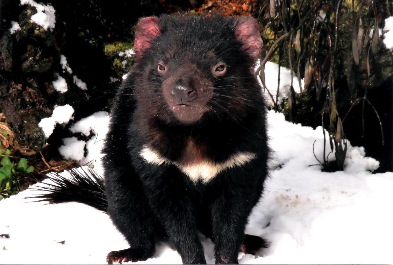 Wombat Cabin Villa Moina Kültér fotó