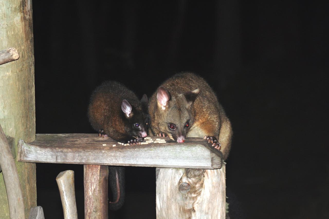 Wombat Cabin Villa Moina Kültér fotó