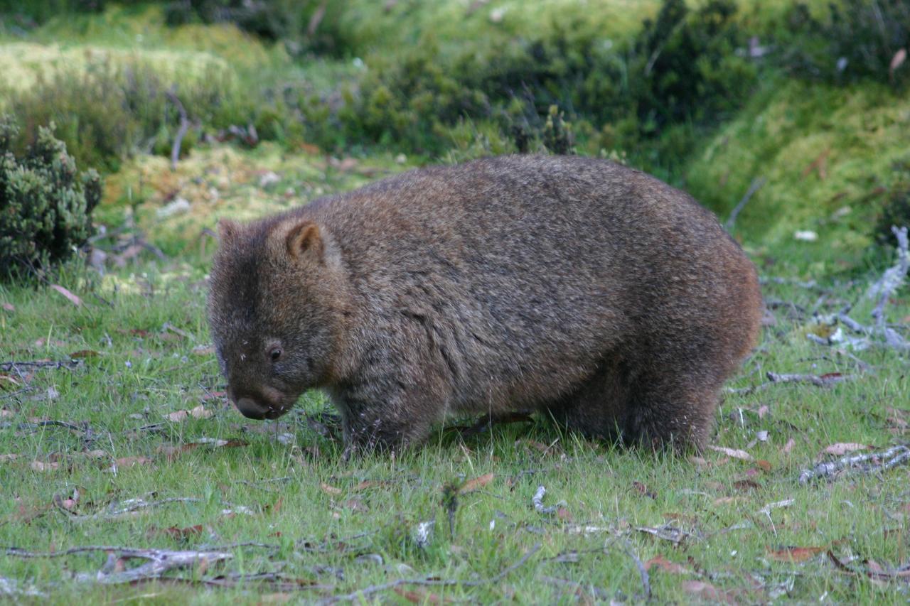 Wombat Cabin Villa Moina Kültér fotó