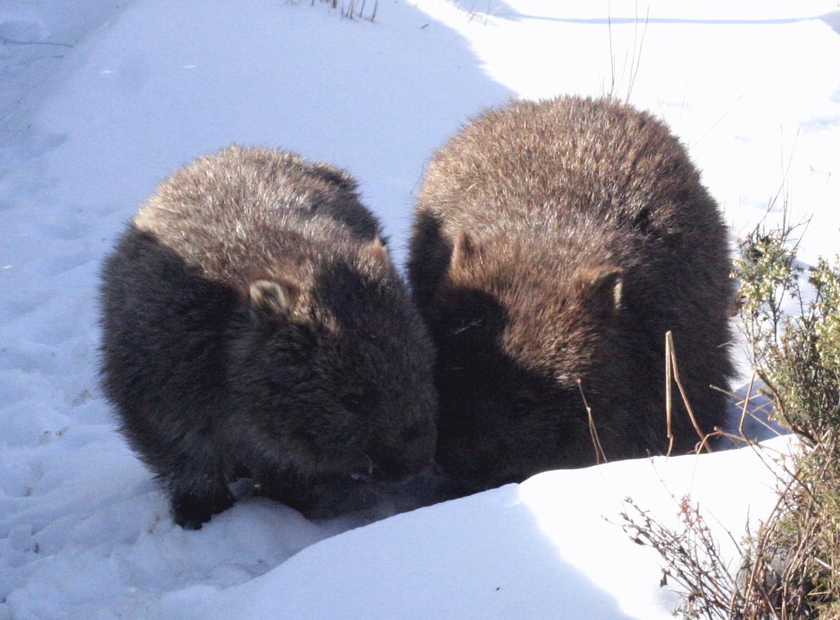 Wombat Cabin Villa Moina Kültér fotó