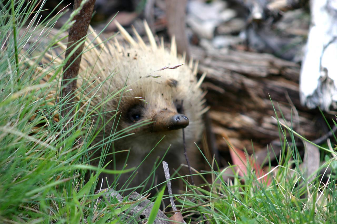 Wombat Cabin Villa Moina Kültér fotó