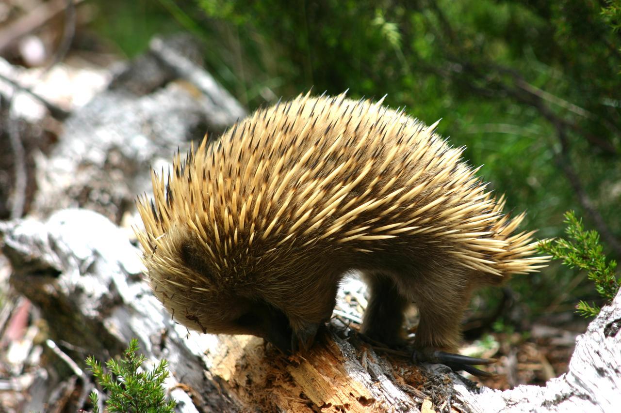 Wombat Cabin Villa Moina Kültér fotó